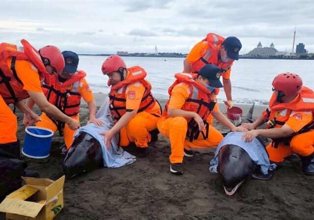 台灣新聞通訊社-淡江大橋旁「驚見4隻小虎鯨擱淺」　跨單位動員30人冒雨搶救