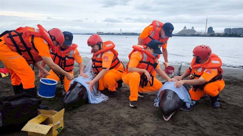 台灣新聞通訊社-淡江大橋旁「驚見4隻小虎鯨擱淺」　跨單位動員30人冒雨搶救