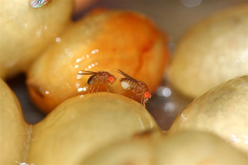 台灣新聞通訊社-天然克星！廚房這食材竟是「果蠅剋星」　內行曝驅蟲原理：關鍵在這一味