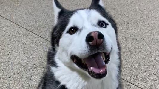 台灣新聞通訊社-美軍人赴海外愛犬交給保母竟成永別　尋獲毛孩已成冰冷遺體
