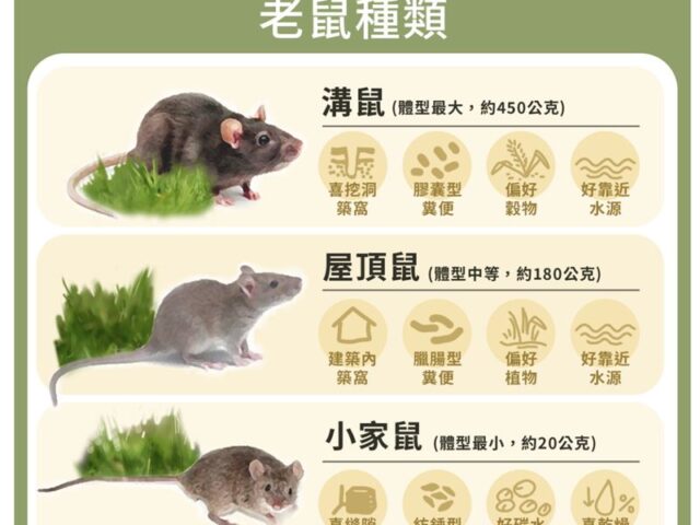 台灣新聞通訊社-白天驚見老鼠恐是「爆量」警訊？快看居家3鼠習性　這招理毛毒粉必殺