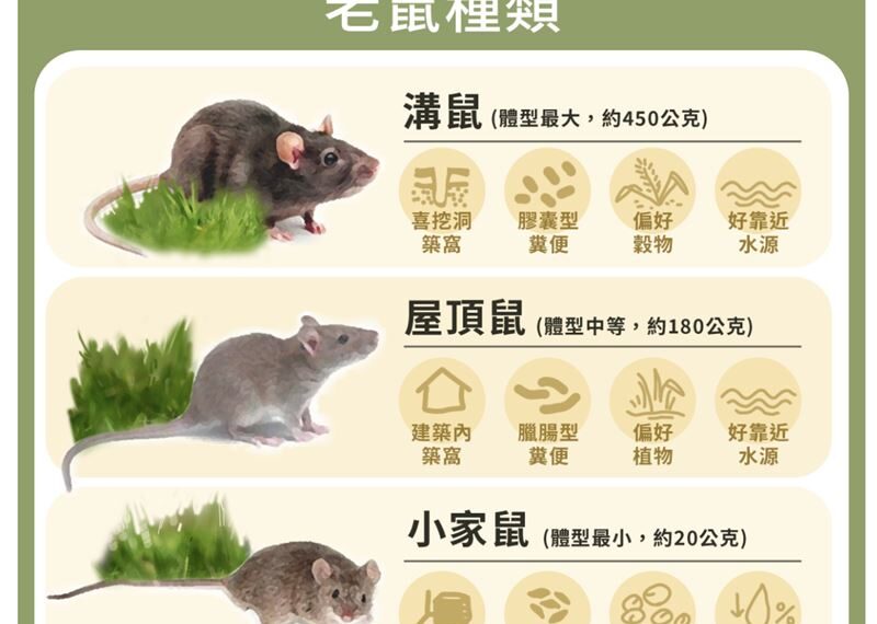 台灣新聞通訊社-白天驚見老鼠恐是「爆量」警訊？快看居家3鼠習性　這招理毛毒粉必殺