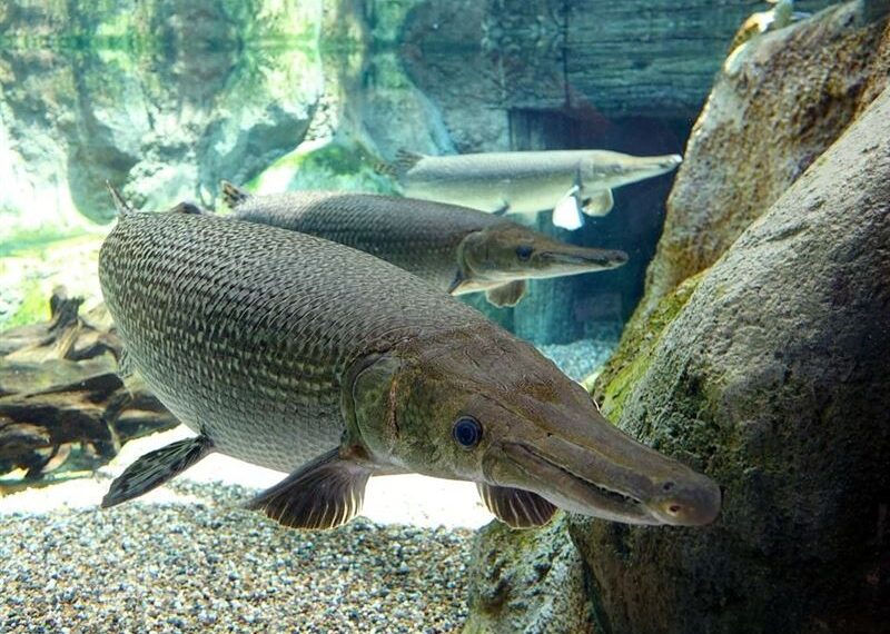 台灣新聞通訊社-228公園吉祥物「鱷魚火箭」被吃了!活20多年淪料理…成大釣魚社爽PO照