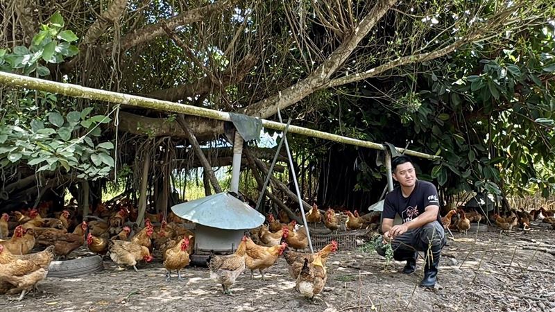台灣新聞通訊社-放養古早雞驚艷業界！兄弟倆回鄉接養雞場　守護亡父一輩子心血