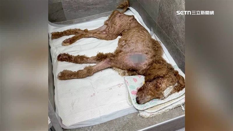 台灣新聞通訊社-獨家/巨型貴賓狗寄養胞姊家 疑遭毒蟲姊夫狠虐亡