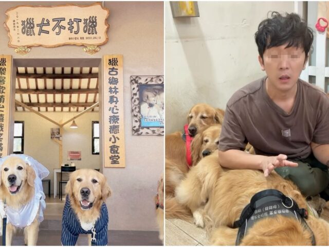 台灣新聞通訊社-苗栗寵物餐廳爆虐狗「皮帶狠抽黃金獵犬」！店名曝光　飼主辯：阻止打架