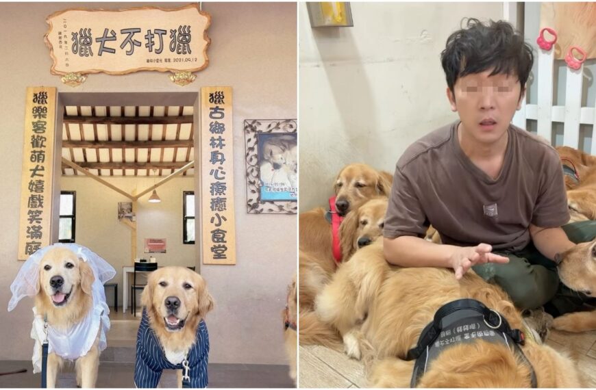台灣新聞通訊社-苗栗寵物餐廳爆虐狗「皮帶狠抽黃金獵犬」！店名曝光　飼主辯：阻止打架