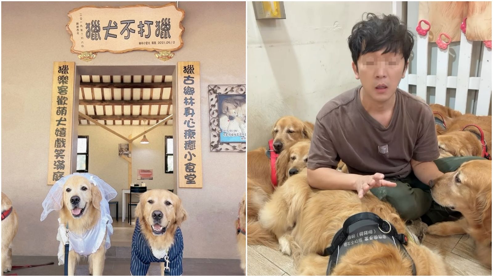台灣新聞通訊社-苗栗寵物餐廳爆虐狗「皮帶狠抽黃金獵犬」！店名曝光　飼主辯：阻止打架