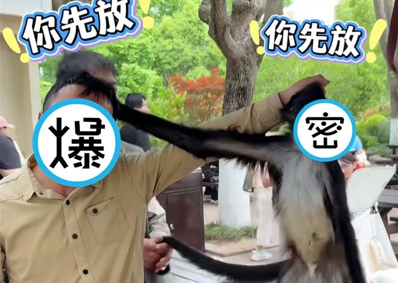 台灣新聞通訊社-上海蜘蛛猴造反啦！與保育員「互揪頭髮斜眼瞪」父子臉表情神同步