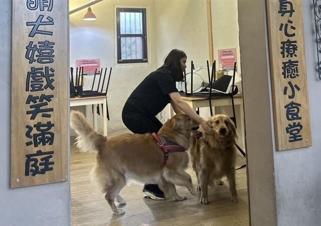 台灣新聞通訊社-皮帶狠抽黃金獵犬！苗栗寵物餐廳爆虐狗…縣府出手「帶走10犬」送醫安置