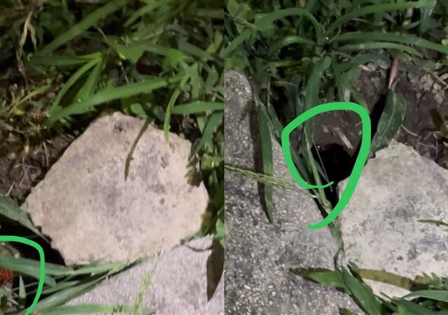 台灣新聞通訊社-鼠患治成蟑螂患？網紅錦州公園探巨大鼠洞　光一照她嚇瘋「一大堆蟑螂」