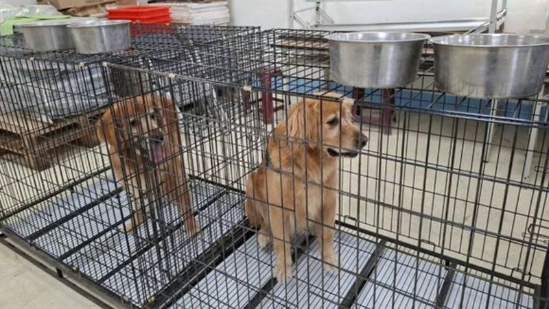 台灣新聞通訊社-苗栗網紅餐廳驚爆虐犬！拖行+腳踢畫面全錄　縣府出手「重罰75000元」