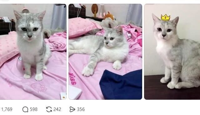 台灣新聞通訊社-貓咪遭虐打衝回家「見主人最後一面」慘死！飼主崩潰：守護10年的小天使