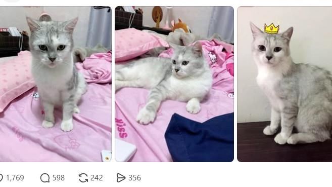 台灣新聞通訊社-貓咪遭虐打衝回家「見主人最後一面」慘死！飼主崩潰：守護10年的小天使