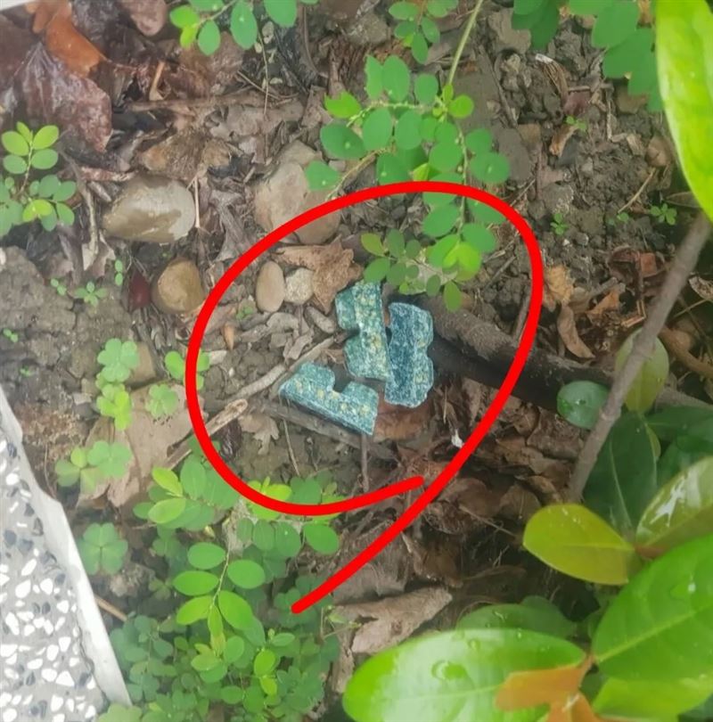 台灣新聞通訊社-台北市爆鼠患　議員轟蔣萬安：不是在滅鼠，是在滅責任