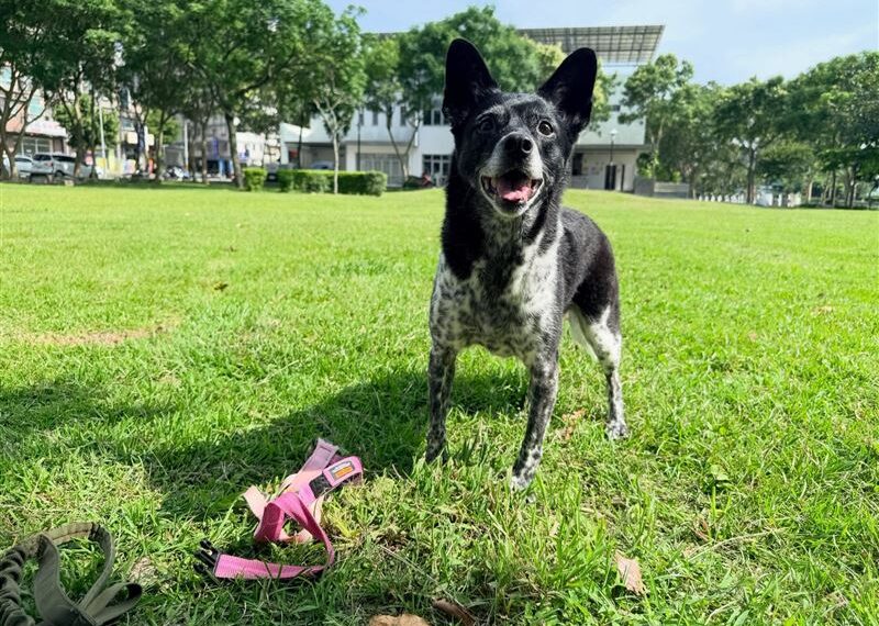 台灣新聞通訊社-雲林人注意！愛犬走失「懸賞50萬」…人妻崩潰求救：幫我找陳美琪