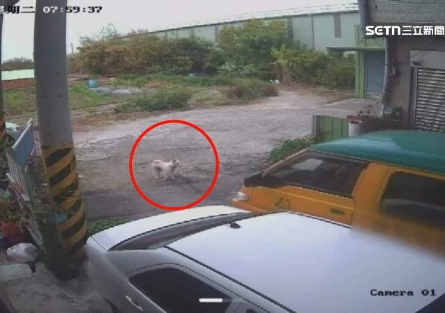 台灣新聞通訊社-毛孩遭娃娃車輾死飼主控不理　園長駁：狗竄入