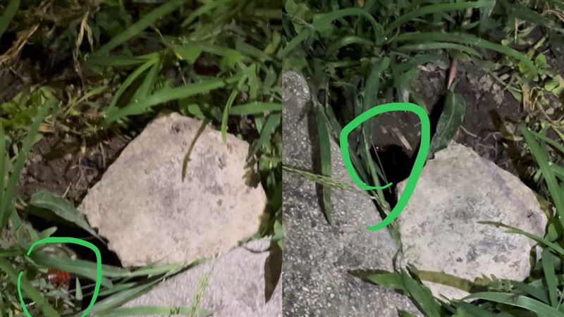 台灣新聞通訊社-鼠患治成蟑螂患？網紅錦州公園探巨大鼠洞　光一照她嚇瘋「一大堆蟑螂」