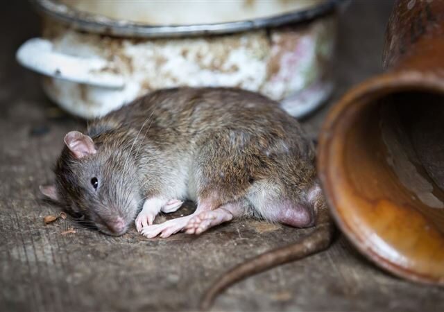 台灣新聞通訊社-雙北淪鼠都？老鼠竄公園、住家　網驚呼：媽媽睡覺被咬