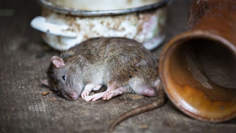 台灣新聞通訊社-雙北淪鼠都？老鼠竄公園、住家　網驚呼：媽媽睡覺被咬