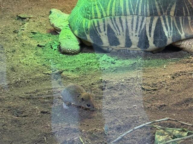 台灣新聞通訊社-台北動物園也淪陷！「1展區」驚見老鼠亂竄　旅客轟：乾脆叫老鼠園