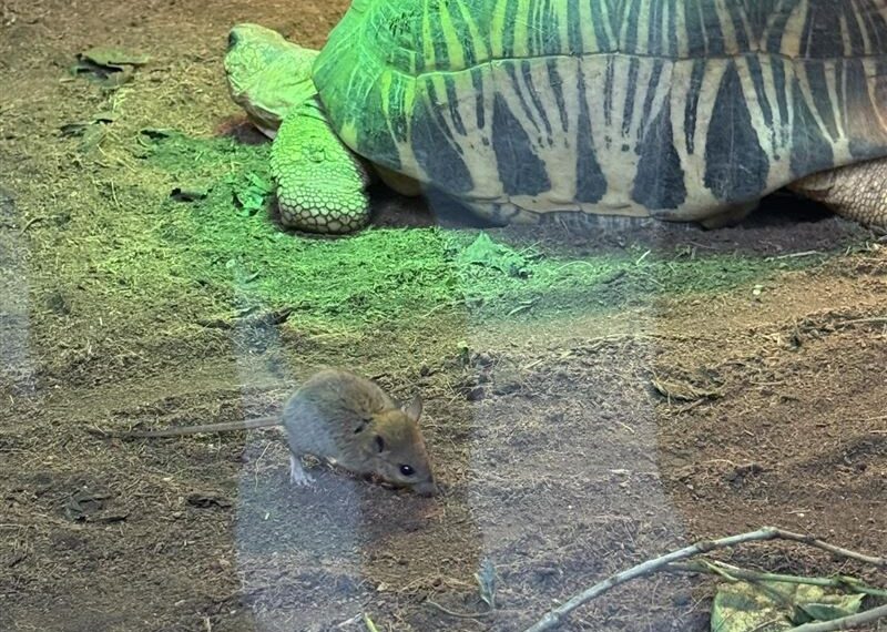台灣新聞通訊社-台北動物園也淪陷！「1展區」驚見老鼠亂竄　旅客轟：乾脆叫老鼠園