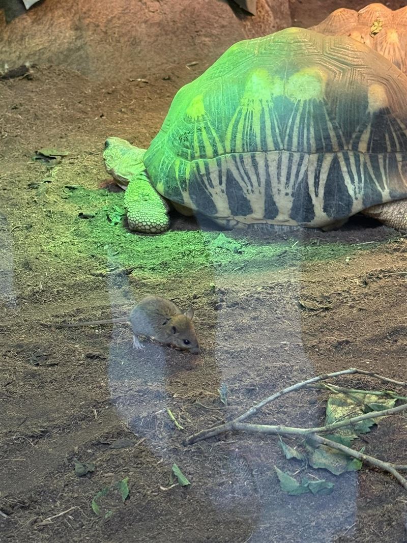 台灣新聞通訊社-台北動物園也淪陷！「1展區」驚見老鼠亂竄　旅客轟：乾脆叫老鼠園