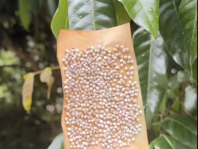 台灣新聞通訊社-密集恐懼慎入！樹幹上驚見神秘小卡黏滿「詭異小白球」　用意真相曝光