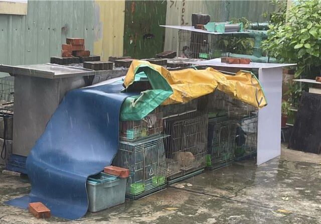 台灣新聞通訊社-鼓山民宅疑虐養寵物釀2鸚鵡死亡 救援團體批通報介入太慢