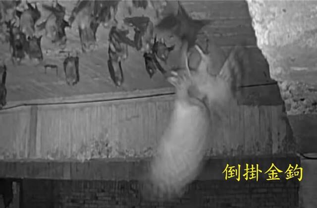 台灣新聞通訊社-影》猛禽界C羅！鳳頭蒼鷹「倒掛金鉤」秒抓葉鼻蝠