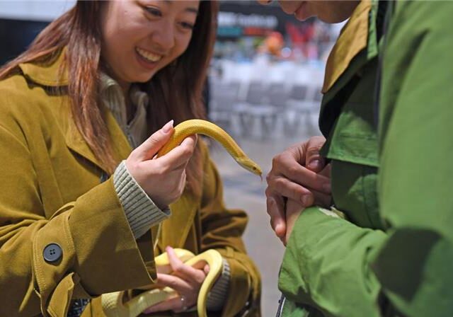台灣新聞通訊社-毒蛇咬夫！陸人妻「一口吸」慘了 雙雙住院險賠命