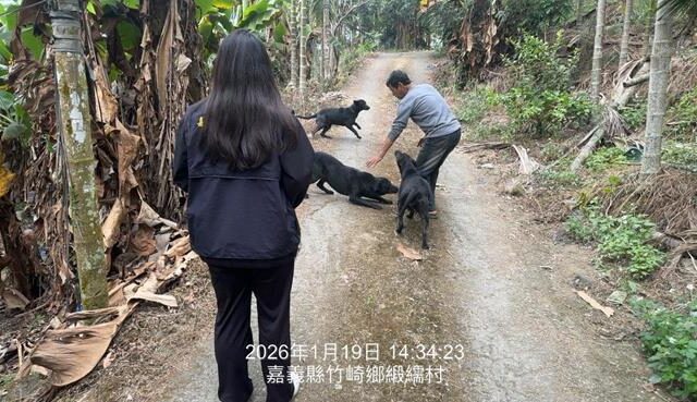 台灣新聞通訊社-惡飼主放任大狗咬死別人寵物 又私放落網犬踩紅線 下場曝
