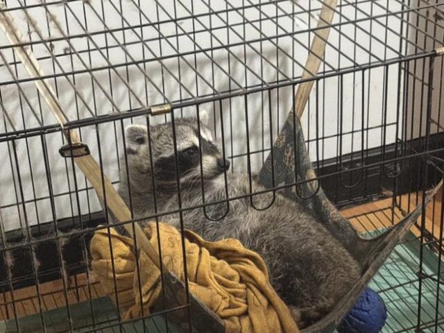 台灣新聞通訊社-飼主注意！641種高風險禁養動物上路 未登記申報最高罰25萬元