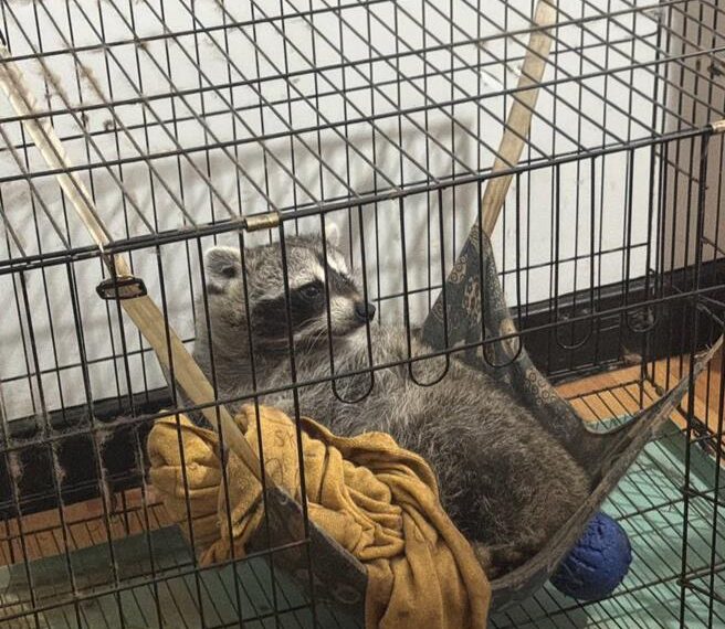 台灣新聞通訊社-飼主注意！641種高風險禁養動物上路 未登記申報最高罰25萬元