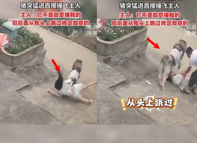 台灣新聞通訊社-大型萌犬「太熱情」 悲情女主慘遭撞飛！ 網笑：牠故意的