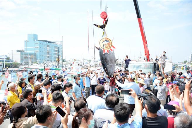 台灣新聞通訊社-大啖黑鮪魚正當季 搶第一鮪有撇步