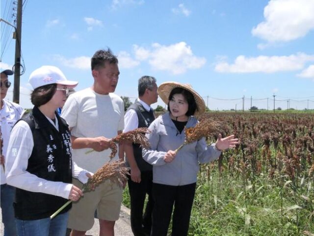 台灣新聞通訊社-豪雨害高粱穗上發芽、文蛤暴斃 張麗善盼中央啟動救助