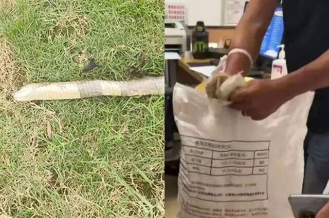 台灣新聞通訊社-1公尺眼鏡蛇闖民宅！陸男遭咬「活捉後綁手」衝急診 醫護嚇壞