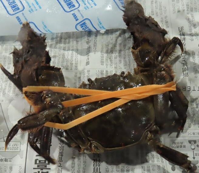 台灣新聞通訊社-日本絨螯蟹首度檢出戴奧辛 一次2批都中標 食藥署急出手