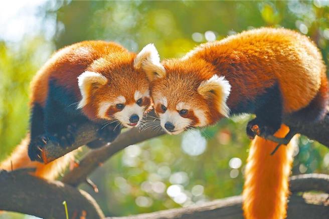 台灣新聞通訊社-台北動物園迎嬌客！上海小貓熊明晚將抵台 最快亮相時間曝