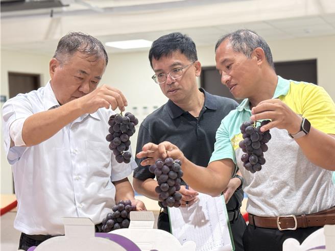台灣新聞通訊社-頂尖葡萄農大對決 他用草生栽培種出冠軍葡萄