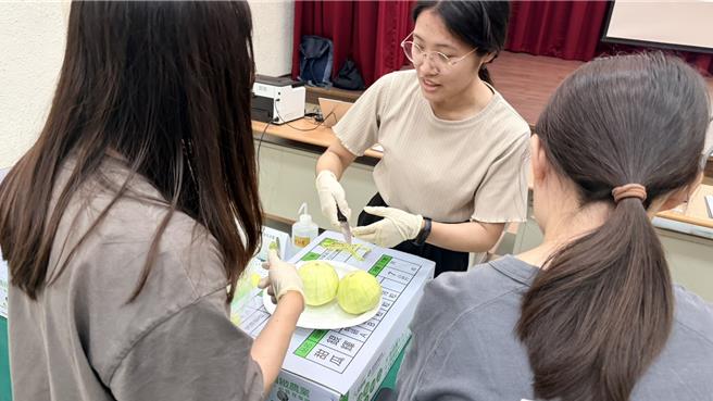台灣新聞通訊社-豪雨重創後逆轉！苗栗後龍甜瓜評鑑出爐 冠軍甜度破17