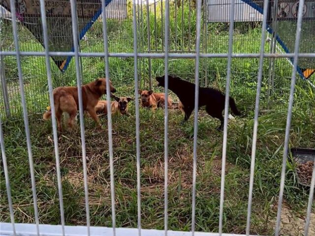 台灣新聞通訊社-嘉義仁義潭成浪犬結界 阿嬤崩潰求「別再丟了 實在養不起…」