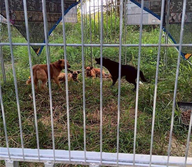 台灣新聞通訊社-嘉義仁義潭成浪犬結界 阿嬤崩潰求「別再丟了 實在養不起…」