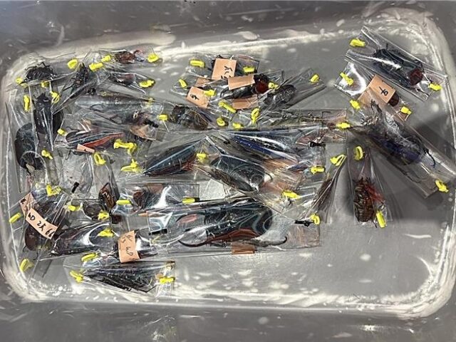 台灣新聞通訊社-蜥蜴事件後又來！男藏248隻甲蟲闖小三通  X光機一掃全露餡