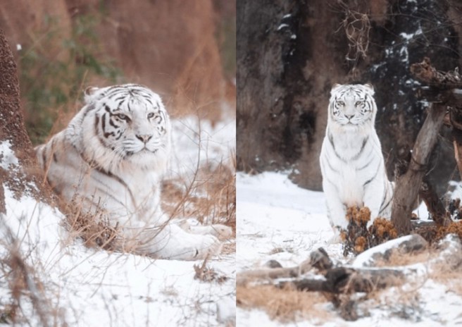 台灣新聞通訊社-動物園網紅白虎「小孬」鬥毆亡 竟是飼養員失誤釀悲劇