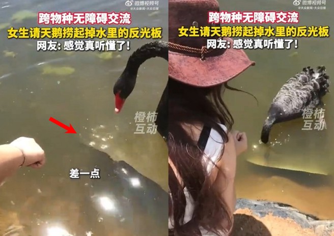 台灣新聞通訊社-靈性黑天鵝「神助攻」 幫女叼回落水反光板
