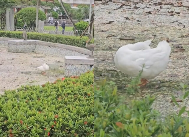 台灣新聞通訊社-影》二二八公園水池變荒地 大白鴨獨自上演「荒野求生」