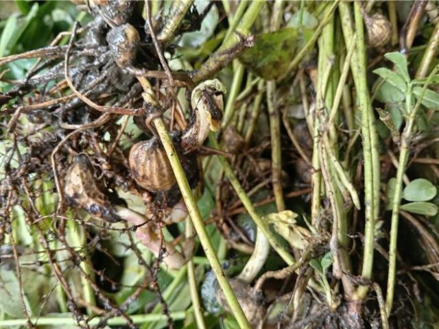 台灣新聞通訊社-雲林花生泡水發芽 農損通報卻掛零 青農憂血本無歸