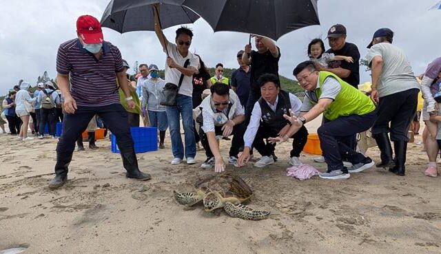 台灣新聞通訊社-世界海龜日迎重生 澎湖野放7隻康復海龜重返大海